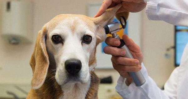 Mascotas: Razas caninas más propensas a sufrir infecciones en el oído - Mascotas - ABC Color