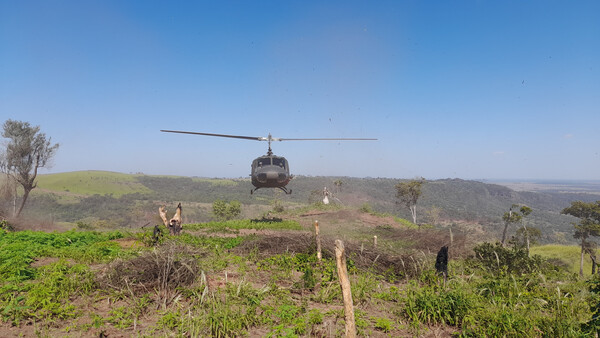 “Nueva Alianza 44” anuló 517 mil kilos de marihuana en 6 días