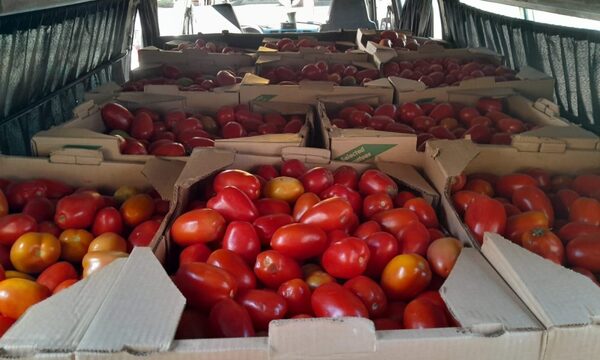Imputan por contrabando a conductor de camioneta incautada con 920 kilos de tomate – Diario TNPRESS