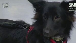 Consultorio para peluditos: Perritos de puro corazón - SNT