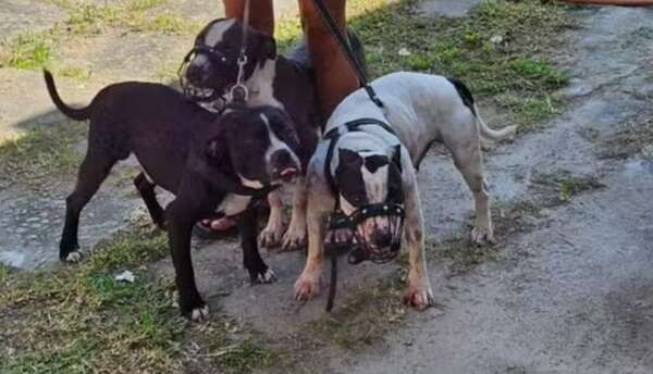 Condenan a pagar G. 30 millones por ataque de dos perros de la raza pitbull - Nacionales - ABC Color