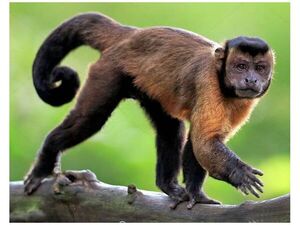 ¡Ma’ena! La Muni de Asunción busca a un monito