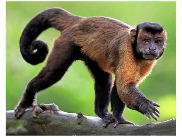 ¡Ma’ena! La Muni de Asunción busca a un monito