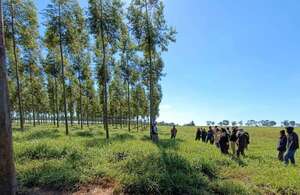 En Volendam mostraron varios sistemas de producción forestal - Economía - ABC Color