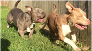 Mordido por perros va a cobrar 30 palos