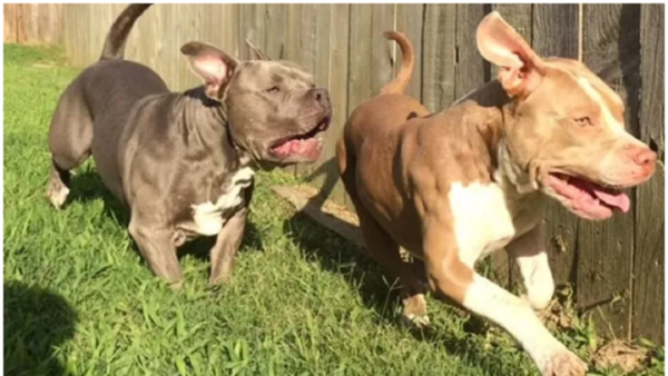 Mordido por perros va a cobrar 30 palos