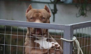 Condenan a dueños de pitbull a pagar G. 30 millones por haber mordido a un pintor – Prensa 5