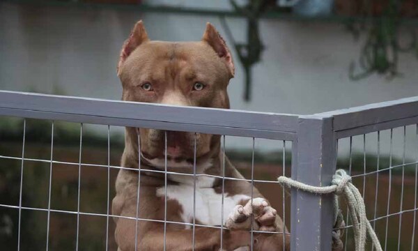 Condenan a dueños de pitbull a pagar G. 30 millones por haber mordido a un pintor – Prensa 5