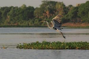 Día Mundial del Medio Ambiente: Destacan logros en la gestión de recursos naturales - El Independiente