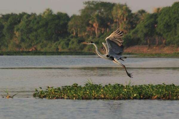 Día Mundial del Medio Ambiente: Destacan logros en la gestión de recursos naturales - El Independiente