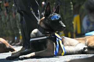 Mascotas: Ecuador condecora a perros detectores de droga, armas y explosivos - Mascotas - ABC Color