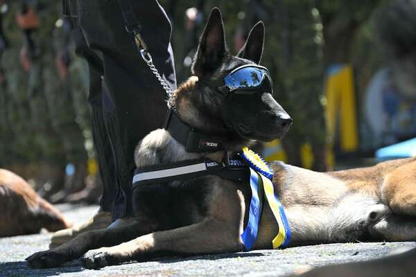 Mascotas: Ecuador condecora a perros detectores de droga, armas y explosivos - Mascotas - ABC Color