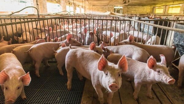 Se viene el tercer frigorífico porcino en Paraguay