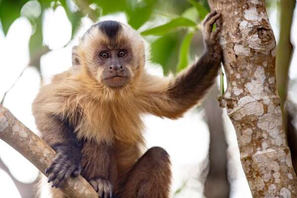 Avistan nuevamente a monito perdido en Asunción: piden que ciudadanía dé aviso y que no lo lastime - Nacionales - ABC Color