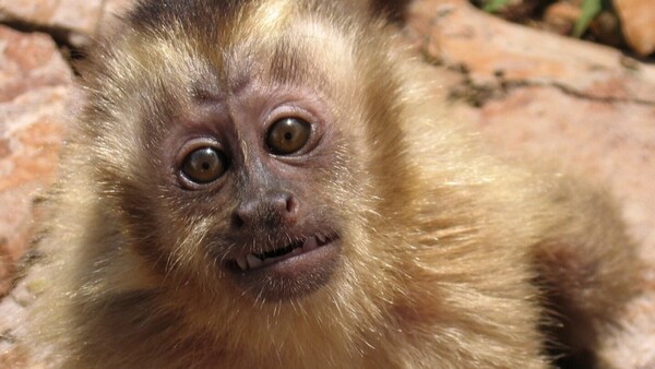 Muni pide ayuda para capturar a un monito que recorre Asunción