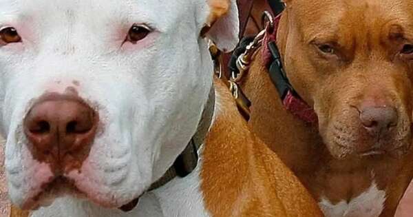 Diario HOY | Histórico fallo: pintor atacado por pitbulls recibirá G. 30 millones