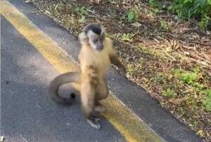 [VIDEO] Piden ayuda para que "monito" del Parque Guasu no termine en una jaula