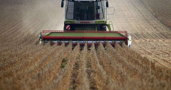 La Nación / Revisan al alza proyecciones de la zafra sojera y estiman 10 millones de toneladas
