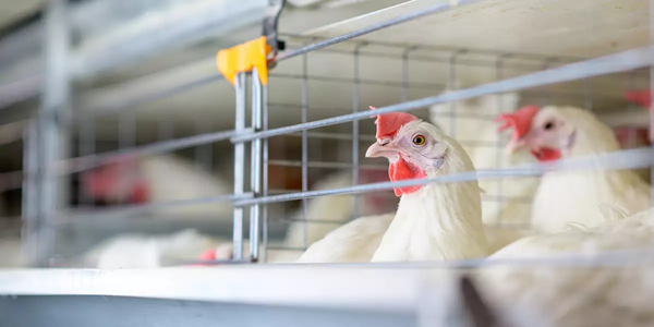 La OMS confirmó la primera muerte por gripe aviar A H5N2 en México - Megacadena - Diario Digital