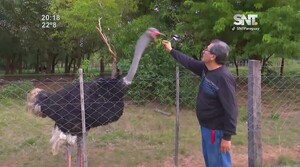 La granja de Pavos Reales - SNT