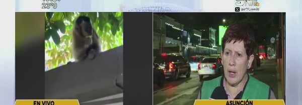 La búsqueda del mono continúa en Asunción - SNT