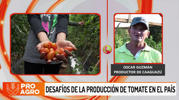 Desafíos de la producción de tomate en el país - Megacadena - Diario Digital