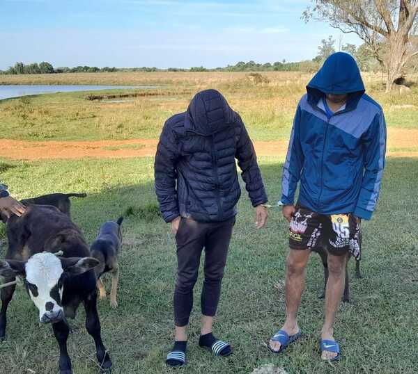 ROBARON UNA VAQUITA PARA LUEGO VENDER, TODOS QUEDARON EN EL CALABOZO
