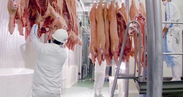 Exportaciones de carne porcina aumentaron 113% en comparación al año pasado - El Independiente