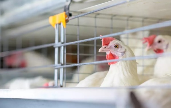 Gripe aviar H5N2: La OMS confirma la primera muerte en México