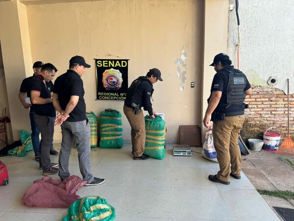 Incautan de casi 66 kilos de marihuana tipo «skunk» en Horqueta