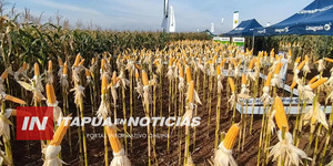 LA PRODUCCIÓN DE MAÍZ ES UN RUBRO EN AUGE EN EL DEPARTAMENTO DE ITAPÚA - Itapúa Noticias