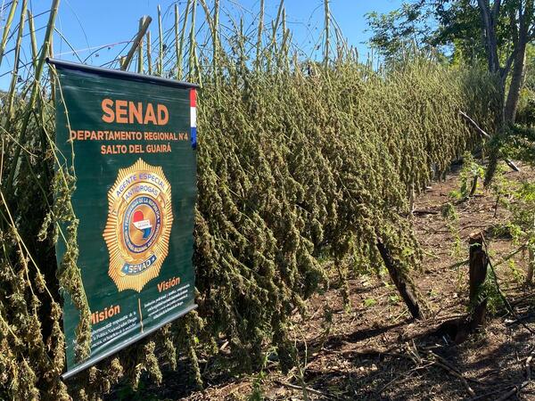 Destruye más de 6 toneladas de droga en Canindeyú