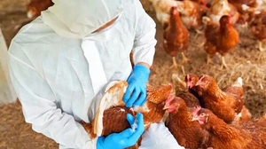Infectólogo: Un contagio humano por la cepa H5N2 es un caso aislado pero obliga a vigilar