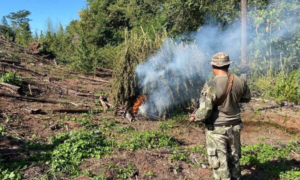 Destruyen seis toneladas de droga en Canindeyú – Prensa 5