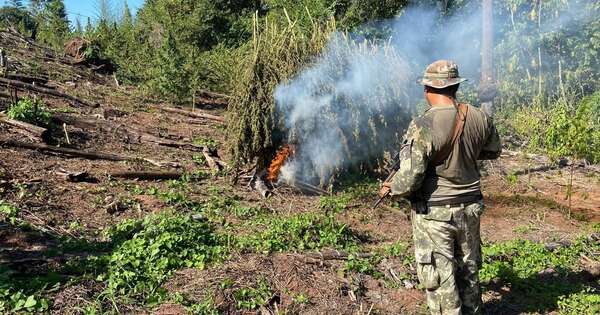 Diario HOY | Destruyen seis toneladas de droga en Canindeyú