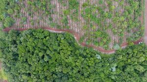 Paraguay se posiciona en cumplimiento de normativas forestales, mediante aplicación de tecnología - El Independiente
