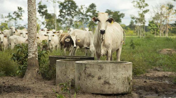 Brasil registra un récord histórico de sacrificios de reses en el primer trimestre de 2024