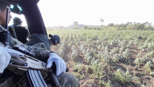 “Nueva Alianza 44” eliminó 820.000 kilos de marihuana