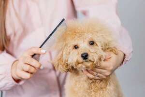 Mascotas: ¿Cada cuánto tiempo debo peluquear a mi caniche? - Mascotas - ABC Color