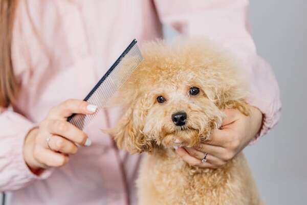 Mascotas: ¿Cada cuánto tiempo debo peluquear a mi caniche? - Mascotas - ABC Color