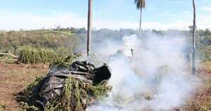 Diario HOY | Eliminan más de 820 mil kilos de marihuana gracias a operación conjunta con Brasil