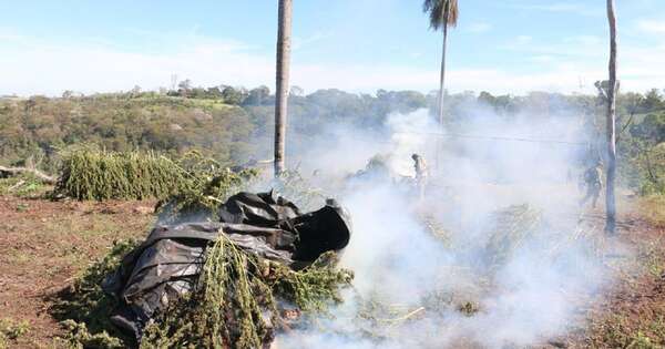 Diario HOY | Eliminan más de 820 mil kilos de marihuana gracias a operación conjunta con Brasil
