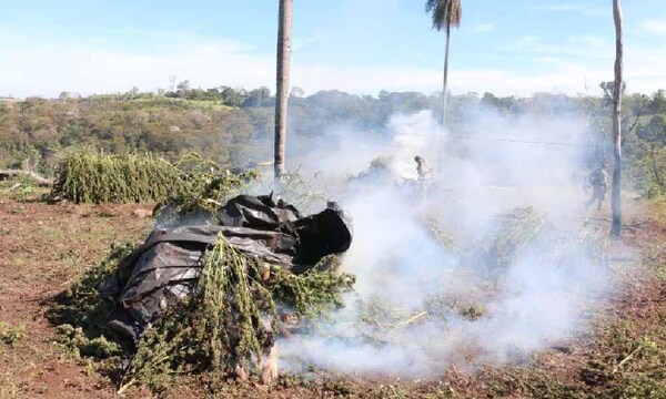 Eliminan más de 820 mil kilos de marihuana gracias a operación conjunta con Brasil – Prensa 5