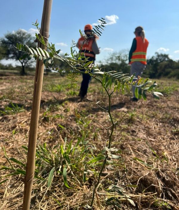 Nuevos plantines revitalizan el paisaje en el Chaco paraguayo