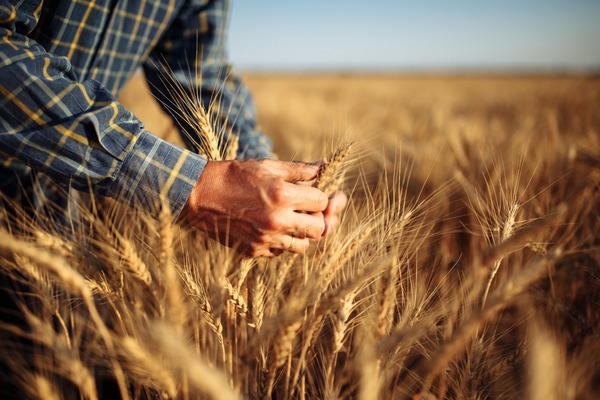 Trigo: Productores reportan disparidad en la cosecha y adelantan reducciones - MarketData