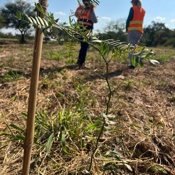 Nuevos plantines revitalizan el paisaje en el Chaco paraguayo