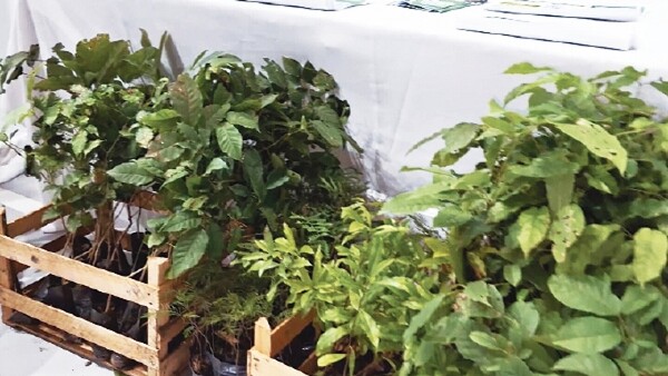Anuncian arborización masiva en 22 distritos de Caaguazú