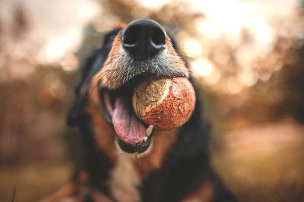 Juegos para jugar con tu perro en este fin de semana largo - Mascotas - ABC Color