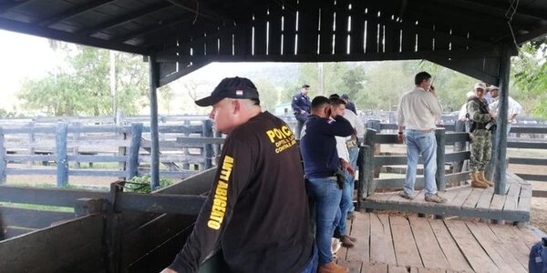 Recuperan cabezas de ganado robadas de la estancia Wasmosy