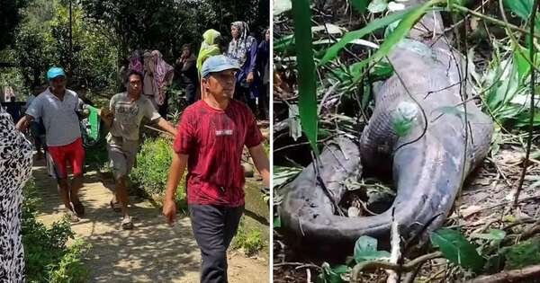 La Nación / Mujer falleció engullida por una pitón en Indonesia